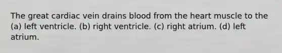 The great cardiac vein drains blood from the heart muscle to the (a) left ventricle. (b) right ventricle. (c) right atrium. (d) left atrium.