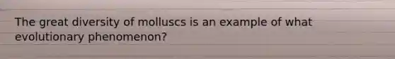 The great diversity of molluscs is an example of what evolutionary phenomenon?