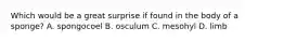 Which would be a great surprise if found in the body of a sponge? A. spongocoel B. osculum C. mesohyl D. limb