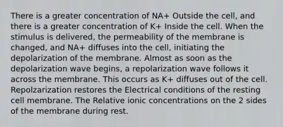 There is a greater concentration of NA+ Outside the cell, and there is a greater concentration of K+ Inside the cell. When the stimulus is delivered, the permeability of the membrane is changed, and NA+ diffuses into the cell, initiating the depolarization of the membrane. Almost as soon as the depolarization wave begins, a repolarization wave follows it across the membrane. This occurs as K+ diffuses out of the cell. Repolzarization restores the Electrical conditions of the resting cell membrane. The Relative ionic concentrations on the 2 sides of the membrane during rest.