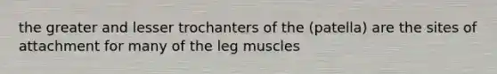 the greater and lesser trochanters of the (patella) are the sites of attachment for many of the leg muscles