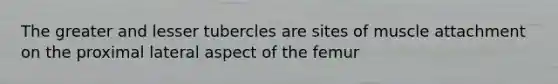 The greater and lesser tubercles are sites of muscle attachment on the proximal lateral aspect of the femur