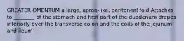 GREATER OMENTUM a large, apron-like, peritoneal fold Attaches to ________ of the stomach and first part of the duodenum drapes inferiorly over the transverse colon and the coils of the jejunum and ileum