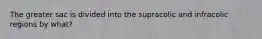 The greater sac is divided into the supracolic and infracolic regions by what?