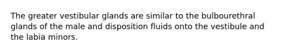 The greater vestibular glands are similar to the bulbourethral glands of the male and disposition fluids onto the vestibule and the labia minors.