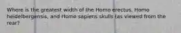 Where is the greatest width of the Homo erectus, Homo heidelbergensis, and Homo sapiens skulls (as viewed from the rear?