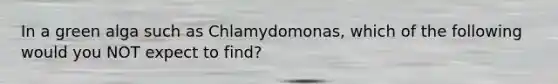 In a green alga such as Chlamydomonas, which of the following would you NOT expect to find?