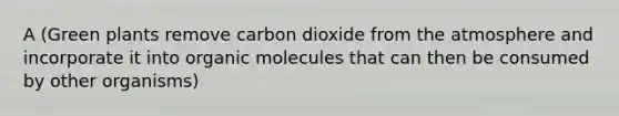 A (Green plants remove carbon dioxide from the atmosphere and incorporate it into organic molecules that can then be consumed by other organisms)