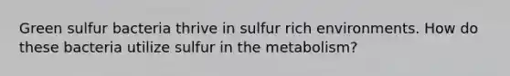 Green sulfur bacteria thrive in sulfur rich environments. How do these bacteria utilize sulfur in the metabolism?