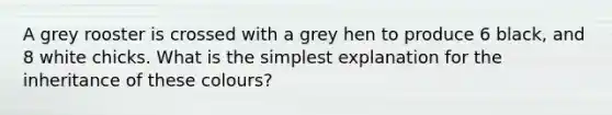 A grey rooster is crossed with a grey hen to produce 6 black, and 8 white chicks. What is the simplest explanation for the inheritance of these colours?