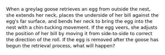 When a greylag goose retrieves an egg from outside the nest, she extends her neck, places the underside of her bill against the egg's far surface, and bends her neck to bring the egg into the nest with a chin-tucking movement. If the egg veers, she adjusts the position of her bill by moving it from side-to-side to correct the direction of the roll. If the egg is removed after the goose has begun the retrieval process, what will happen?