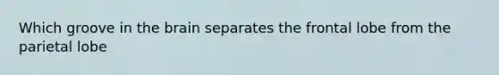Which groove in the brain separates the frontal lobe from the parietal lobe