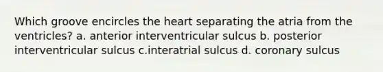 Which groove encircles the heart separating the atria from the ventricles? a. anterior interventricular sulcus b. posterior interventricular sulcus c.interatrial sulcus d. coronary sulcus