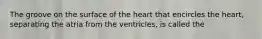 The groove on the surface of the heart that encircles the heart, separating the atria from the ventricles, is called the