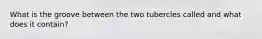 What is the groove between the two tubercles called and what does it contain?