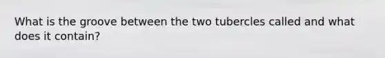 What is the groove between the two tubercles called and what does it contain?