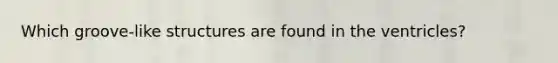 Which groove-like structures are found in the ventricles?