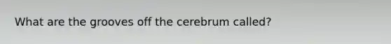 What are the grooves off the cerebrum called?