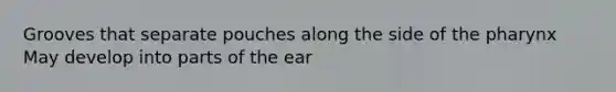 Grooves that separate pouches along the side of <a href='https://www.questionai.com/knowledge/ktW97n6hGJ-the-pharynx' class='anchor-knowledge'>the pharynx</a> May develop into parts of the ear