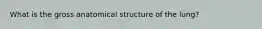 What is the gross anatomical structure of the lung?