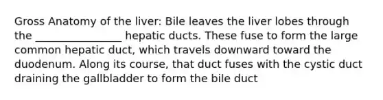 Gross Anatomy of the liver: Bile leaves the liver lobes through the ________________ hepatic ducts. These fuse to form the large common hepatic duct, which travels downward toward the duodenum. Along its course, that duct fuses with the cystic duct draining the gallbladder to form the bile duct