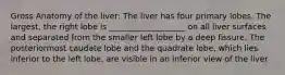 Gross Anatomy of the liver: The liver has four primary lobes. The largest, the right lobe is ___________________ on all liver surfaces and separated from the smaller left lobe by a deep fissure. The posteriormost caudate lobe and the quadrate lobe, which lies inferior to the left lobe, are visible in an inferior view of the liver