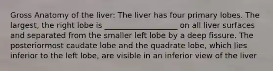 Gross Anatomy of the liver: The liver has four primary lobes. The largest, the right lobe is ___________________ on all liver surfaces and separated from the smaller left lobe by a deep fissure. The posteriormost caudate lobe and the quadrate lobe, which lies inferior to the left lobe, are visible in an inferior view of the liver