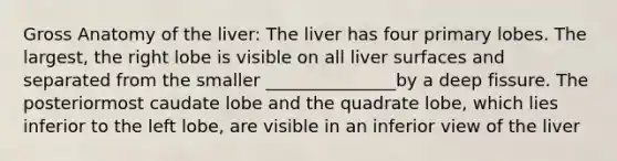 Gross Anatomy of the liver: The liver has four primary lobes. The largest, the right lobe is visible on all liver surfaces and separated from the smaller _______________by a deep fissure. The posteriormost caudate lobe and the quadrate lobe, which lies inferior to the left lobe, are visible in an inferior view of the liver