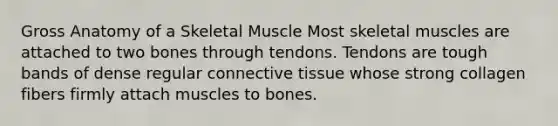 Gross Anatomy of a Skeletal Muscle Most skeletal muscles are attached to two bones through tendons. Tendons are tough bands of dense regular connective tissue whose strong collagen fibers firmly attach muscles to bones.