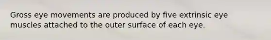 Gross eye movements are produced by five extrinsic eye muscles attached to the outer surface of each eye.