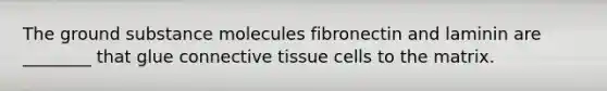 The ground substance molecules fibronectin and laminin are ________ that glue connective tissue cells to the matrix.