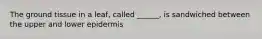 The ground tissue in a leaf, called ______, is sandwiched between the upper and lower epidermis
