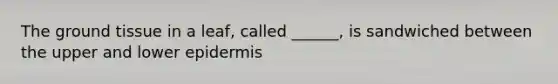 The ground tissue in a leaf, called ______, is sandwiched between the upper and lower epidermis