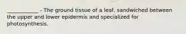 ____________ - The ground tissue of a leaf, sandwiched between the upper and lower epidermis and specialized for photosynthesis.