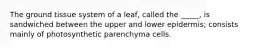 The ground tissue system of a leaf, called the _____, is sandwiched between the upper and lower epidermis; consists mainly of photosynthetic parenchyma cells.