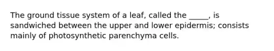 The ground tissue system of a leaf, called the _____, is sandwiched between the upper and lower epidermis; consists mainly of photosynthetic parenchyma cells.