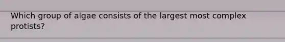 Which group of algae consists of the largest most complex protists?