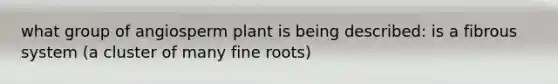 what group of angiosperm plant is being described: is a fibrous system (a cluster of many fine roots)