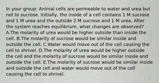 In your group: Animal cells are permeable to water and urea but not to sucrose. Initially, the inside of a cell contains 1 M sucrose and 1 M urea and the outside 2 M sucrose and 1 M urea. After the system reaches equilibrium, what changes are observed? A.The molarity of urea would be higher outside than inside the cell. B.The molarity of sucrose would be similar inside and outside the cell. C.Water would move out of the cell causing the cell to shrivel. D.The molarity of urea would be higher outside the cell and the molarity of sucrose would be similar inside and outside the cell. E.The molarity of sucrose would be similar inside and outside the cell and water would move out of the cell causing the cell to shrivel.