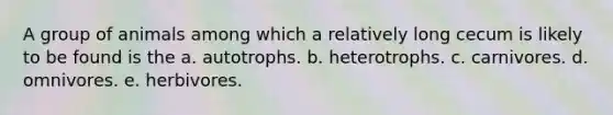 A group of animals among which a relatively long cecum is likely to be found is the a. autotrophs. b. heterotrophs. c. carnivores. d. omnivores. e. herbivores.