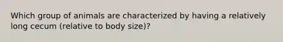 Which group of animals are characterized by having a relatively long cecum (relative to body size)?