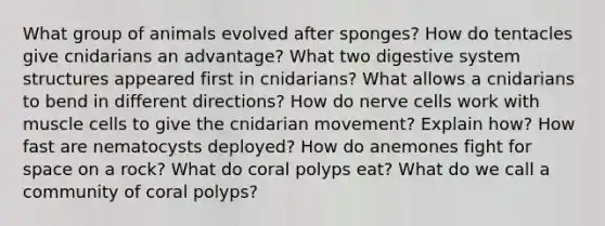 What group of animals evolved after sponges? How do tentacles give cnidarians an advantage? What two digestive system structures appeared first in cnidarians? What allows a cnidarians to bend in different directions? How do nerve cells work with muscle cells to give the cnidarian movement? Explain how? How fast are nematocysts deployed? How do anemones fight for space on a rock? What do coral polyps eat? What do we call a community of coral polyps?