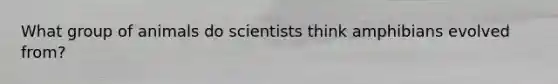 What group of animals do scientists think amphibians evolved from?