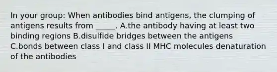 In your group: When antibodies bind antigens, the clumping of antigens results from _____. A.the antibody having at least two binding regions B.disulfide bridges between the antigens C.bonds between class I and class II MHC molecules denaturation of the antibodies