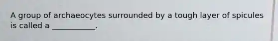 A group of archaeocytes surrounded by a tough layer of spicules is called a ___________.