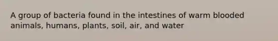 A group of bacteria found in the intestines of warm blooded animals, humans, plants, soil, air, and water