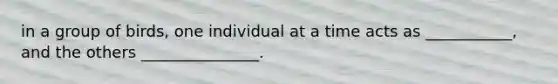 in a group of birds, one individual at a time acts as ___________, and the others _______________.