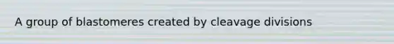 A group of blastomeres created by cleavage divisions