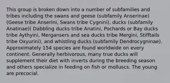 This group is broken down into a number of subfamilies and tribes including the swans and geese (subfamily Anserinae)(Geese tribe Anserini, Swans tribe Cygnini), ducks (subfamily Anatinae)( Dabbling ducks tribe Anatini, Pochards or Bay ducks tribe Aythyini, Mergansers and sea ducks tribe Mergini, Stifftails tribe Oxyurini), and whistling ducks (subfamily Dendrocygninae). Approximately 154 species are found worldwide on every continent. Generally herbivorous, many true ducks will supplement their diet with inverts during the breeding season and others specialize in feeding on fish or molluscs. The young are precocial.