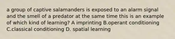 a group of captive salamanders is exposed to an alarm signal and the smell of a predator at the same time this is an example of which kind of learning? A imprinting B.operant conditioning C.classical conditioning D. spatial learning